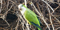 Ilha do Guajirú - The ecological paradise!