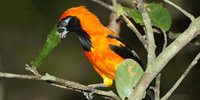 Ilha do Guajirú - The ecological paradise!