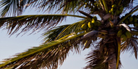 Ilha do Guajirú - The ecological paradise!