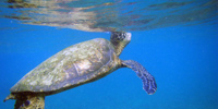 Ilha do Guajirú - The ecological paradise!