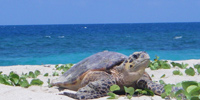 Ilha do Guajirú - The ecological paradise!