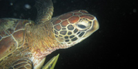 Ilha do Guajirú - The ecological paradise!