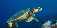 Ilha do Guajirú - The ecological paradise!