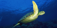 Ilha do Guajirú - The ecological paradise!