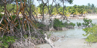 Ilha do Guajirú - The ecological paradise!