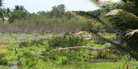 Ilha do Guajirú - The ecological paradise!