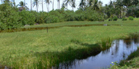 Ilha do Guajirú - The ecological paradise!